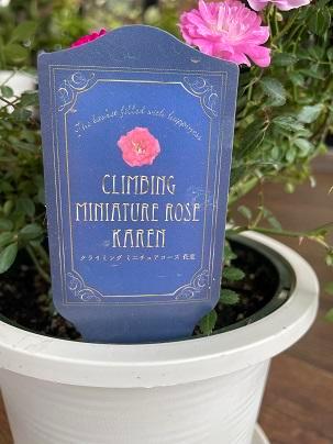 ミニチュアローズ【本社花工房】 | トピックス | フラワーショップヨシダ